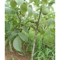 8518原種核桃苗/嫁接苗/1.2.3.5苗木