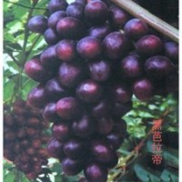 A7葡萄苗_魯粒大棚葡萄苗_濰坊A7葡萄苗廠家