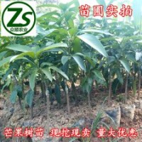 芒果樹苗 金煌芒苗