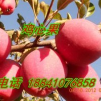 粉紅雞心果，低價(jià)雞心果苗