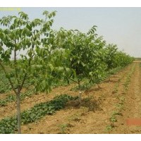 1--10公分核桃樹