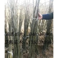 山楂樹(shù)，梨樹(shù)，文冠果，棗樹(shù)，鈣果