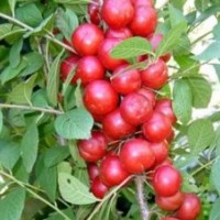 山西天天苗圃出售鈣果苗，山西鈣果苗批發(fā)價格