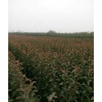 海棠園林、海棠、星衛(wèi)苗木(查看)