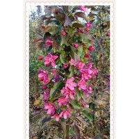 西府海棠、星衛(wèi)苗木、西府海棠苗圃