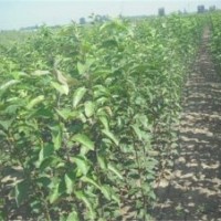 北美海棠種植方法_北美海棠_瀅涵苗木中心(圖)