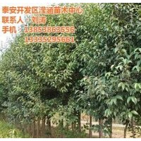 大葉女貞多少錢_大葉女貞_瀅涵苗木中心(圖)