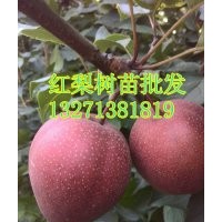 桃樹苗批發(fā) 李子樹苗批發(fā) 梨樹苗批發(fā) 河南果樹苗