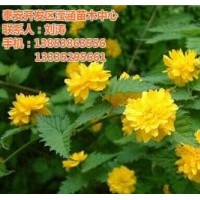 棣棠價格_棣棠_瀅涵苗木中心(查看)