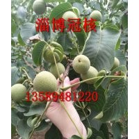 核桃樹苗報價核桃樹苗多少錢一株