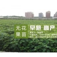 金華無花果苗、無花果苗、