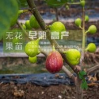 無花果苗、無花果苗培育專家、浙江金華無花果苗