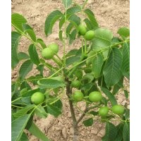 核桃苗價(jià)格_8518核桃苗多少錢一株