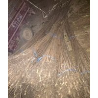 柿子苗，出售1米以上柿子苗，柿子苗價格