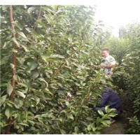 四川李子苗，李子苗種苗基地