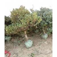 3--12公分金銀花樹,2--8公分枸杞樹,0.5--2公分小苗