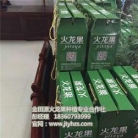 金田源火龍果苗頗享盛譽(yù),火龍果苗,火龍果種植