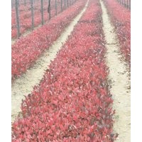 出售黑果花楸一年苗（15公分） 兩年苗（50公分）