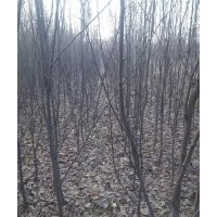 騰地處理1-3公分黃冠梨苗