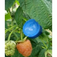 雙季黃樹莓苗批發(fā)供應(yīng)