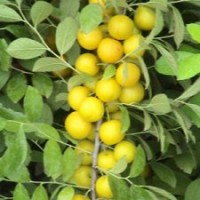 8號(hào)鈣果苗，9號(hào)鈣果苗，農(nóng)大鈣果苗