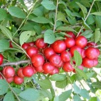 優(yōu)質(zhì)蘋果苗 核桃苗 山桃苗 毛桃苗 山杏苗 櫻桃苗 鈣果苗