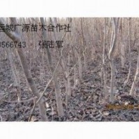 1公分核桃苗出售