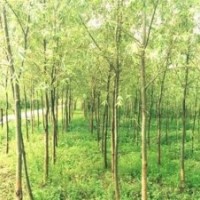 2年竹柳種苗多少錢一株-2年竹柳種苗-萬佳華錦大型種苗林場