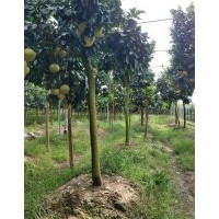 江西省南昌市哪里有嫁接紅心柚，馬家柚，沙田柚果樹賣？