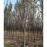 木瓜樹苗大量供應(yīng)