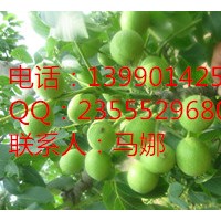 核桃苗的特點(diǎn)，久億核桃苗苗圃，核桃苗批發(fā)