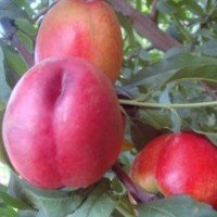 供應(yīng)望春油桃苗