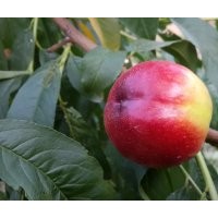 供應(yīng)晚金油桃苗