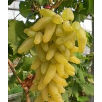 供應(yīng)金手指葡萄苗