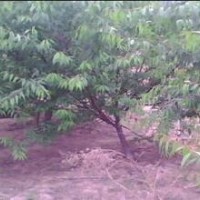 山桃毛桃各種桃樹成品苗齊全