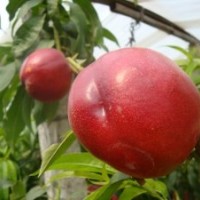 供應(yīng)新疆吐魯番油桃苗棗樹苗山楂苗