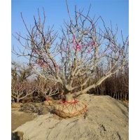 無花果樹 精品無花果樹