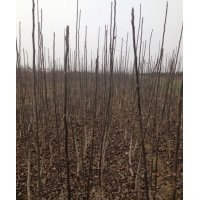 供應(yīng)白皮松小苗 嫁接核桃苗 杏樹苗