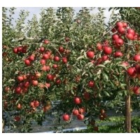 矮化蘋果苗，臨沂脫毒矮化蘋果苗，矮化蘋果苗嫁接方法及管理技術(shù)