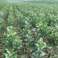 甜茶苗，北美海棠的粘木甜茶苗，根苗及嫁接苗