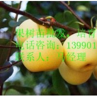 長壽，新世紀，7月酥，西子綠，早酥，龍泉酥，翠冠，中梨1號，