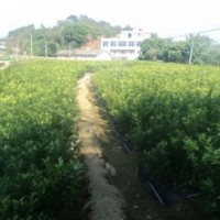 砂糖桔無(wú)菌苗