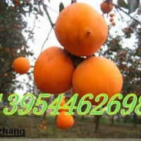 柿子苗123公分柿子苗