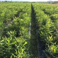 澳洲堅(jiān)果苗桂熱一號(hào)