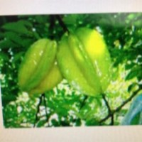 供應(yīng)臺(tái)灣（四季）楊桃苗