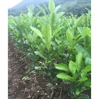 酸柚苗土柚實(shí)生苗