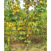 山東泰安梨樹原生苗 嫁接苗批發(fā)價格