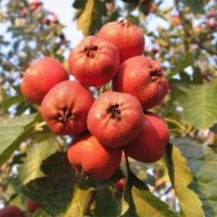 山楂苗，大金星山楂苗，山楂樹苗