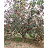 懷來(lái)供應(yīng)八棱海棠樹(shù)