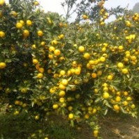南豐蜜桔優(yōu)系尖葉帶刺南豐苗